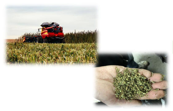 Máy chiết xuất CBD chiết xuất THC, Thiết bị chiết xuất CBD quy mô nhỏ
